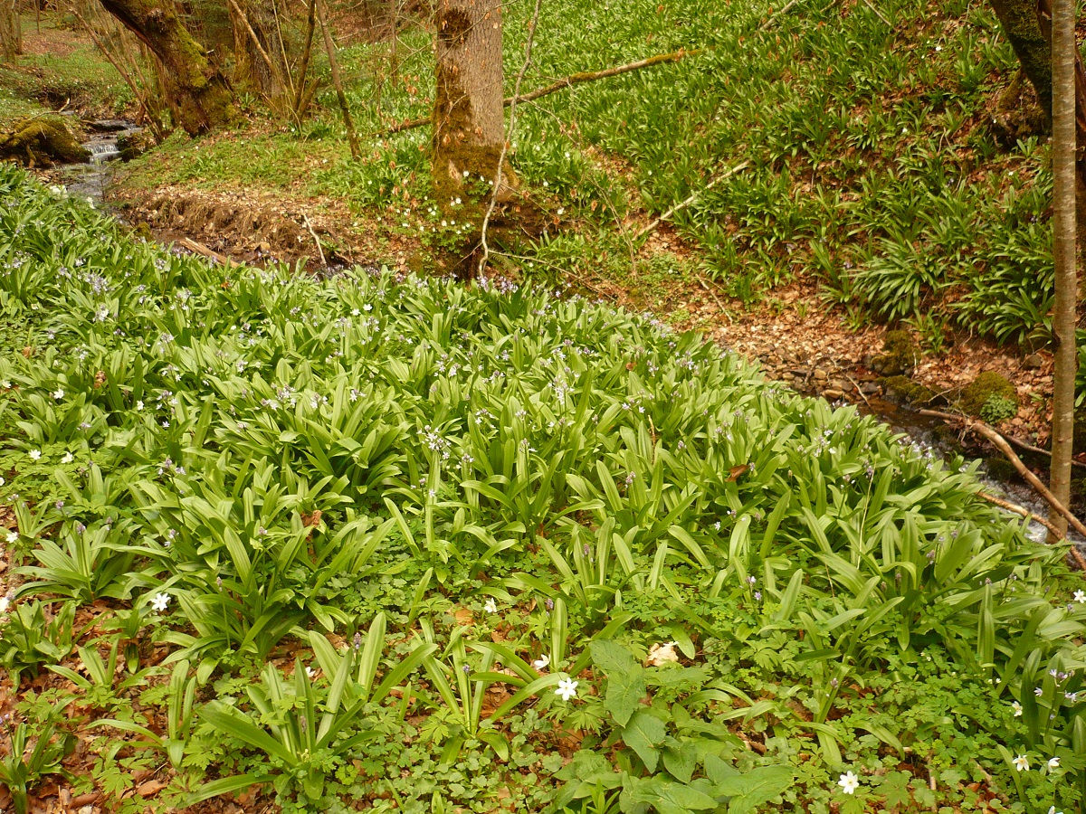 Tractema lilio-hyacinthus (Asparagaceae)